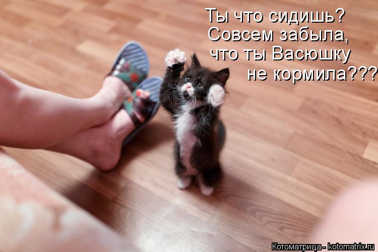 Котоматрица: Ты что сидишь? Совсем забыла, что ты Васюшку не кормила???