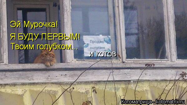 Котоматрица: и котов Эй Мурочка! Я БУДУ ПЕРВЫМ! Твоим голубком...