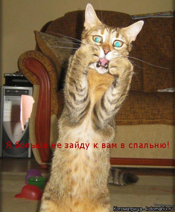 Котоматрица: Я больше не зайду к вам в спальню!