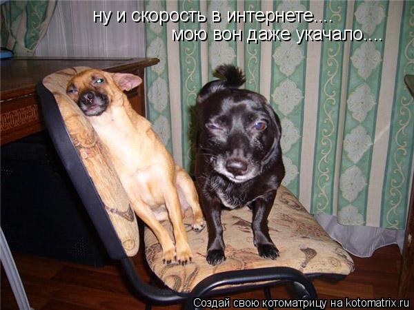 ну и скорость в интернете.... мою вон даже укачало....... Котоматрица: ну и скорость в интернете.... мою вон даже укачало....