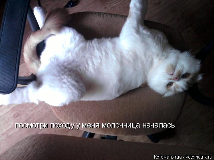 посмотри походу у меня молочница началась... Котоматрица: посмотри походу у меня молочница началась