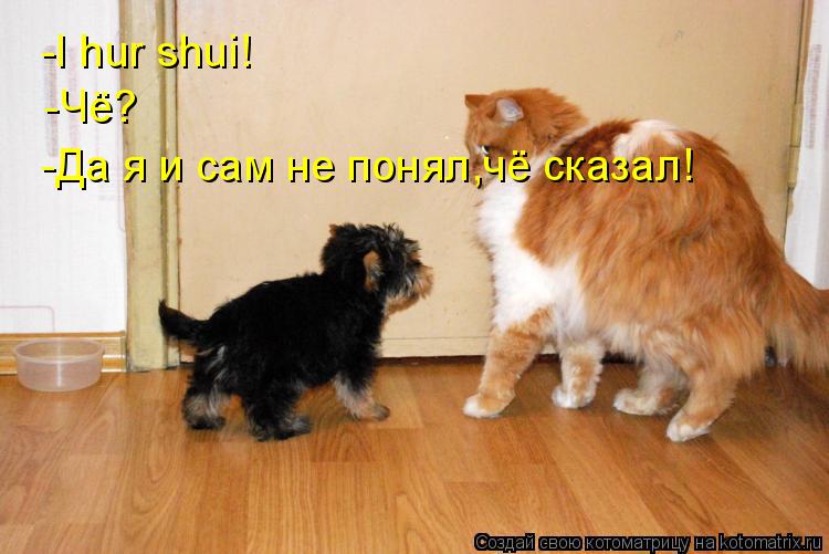 -I hur shui! -Чё? -Да я и сам не понял,чё сказал!... Котоматрица: -I hur shui! -Чё? -Да я и сам не понял,чё сказал!