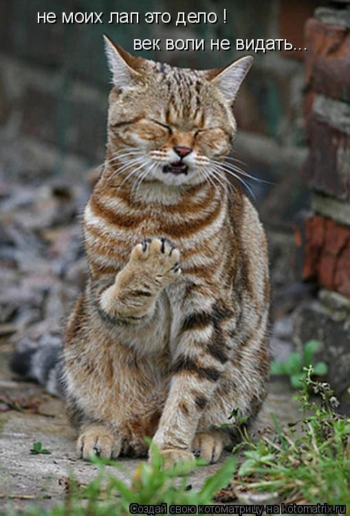 не моих лап это дело ! век воли не видать...... Котоматрица: не моих лап это дело ! век воли не видать...