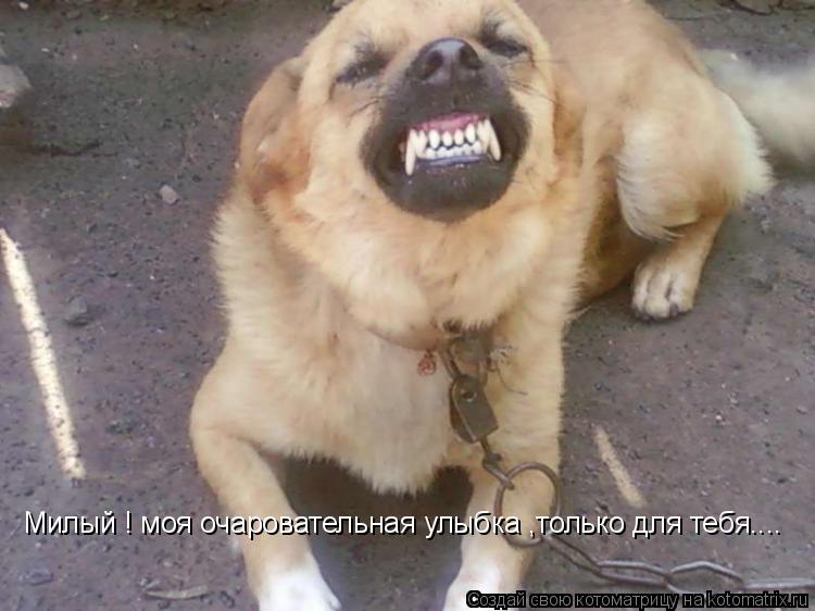 Милый ! моя очаровательная улыбка ,только для тебя....... Котоматрица: Милый ! моя очаровательная улыбка ,только для тебя....