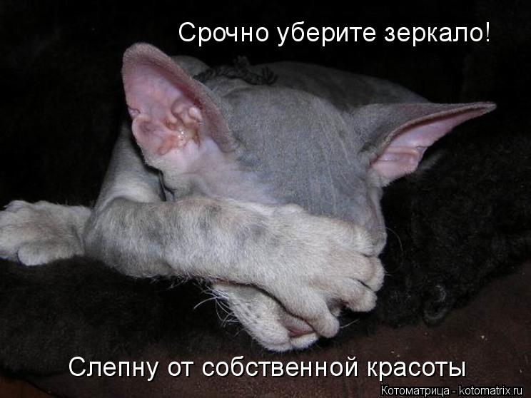 Котоматрица: Срочно уберите зеркало! Слепну от собственной красоты