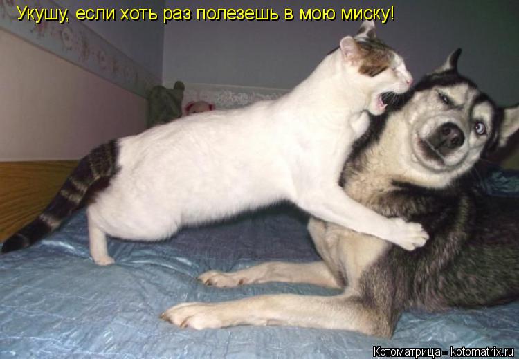 Котоматрица: Укушу, если хоть раз полезешь в мою миску!