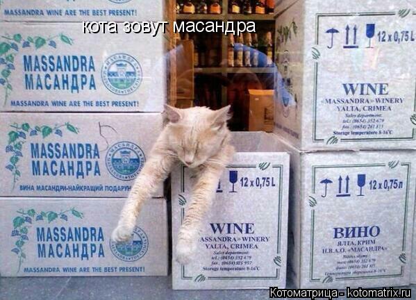кота зовут масандра... Котоматрица: кота зовут масандра