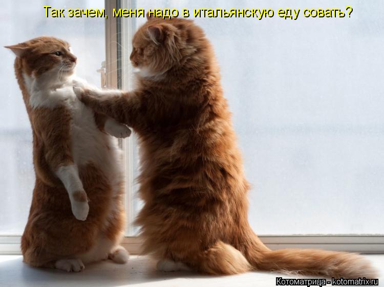 Котоматрица: Так зачем, меня надо в итальянскую еду совать?