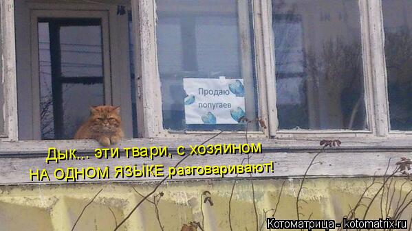НА ОДНОМ ЯЗЫКЕ разговаривают! Дык... эти твари, с хозяином... Котоматрица: НА ОДНОМ ЯЗЫКЕ разговаривают! Дык... эти твари, с хозяином