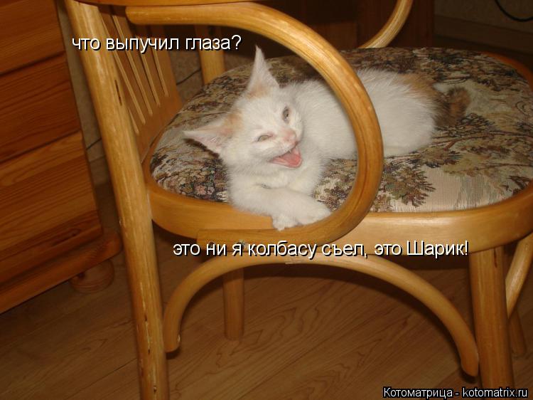 что выпучил глаза? это ни я колбасу съел, это Шарик!... Котоматрица: что выпучил глаза? это ни я колбасу съел, это Шарик!