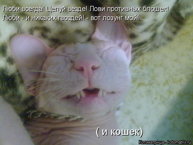 Котоматрица: Люби всегда! Целуй везде! Лови противных блошек! Люби - и никаких гвоздей! - вот лозунг мой! ( и кошек)