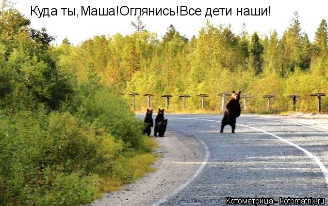 Котоматрица: Куда ты,Маша!Оглянись!Все дети наши!