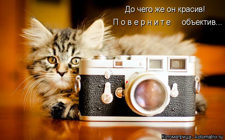 До чего же он красив! П о в е р н и т е объектив...... Котоматрица: До чего же он красив! П о в е р н и т е объектив...