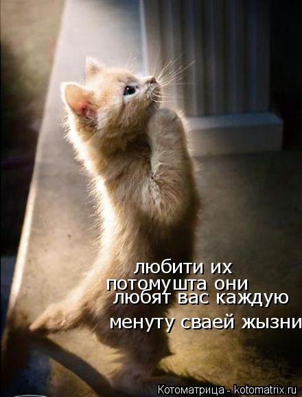 любити их потомушта они любят вас каждую менуту сваей жызни... Котоматрица: любити их потомушта они любят вас каждую менуту сваей жызни