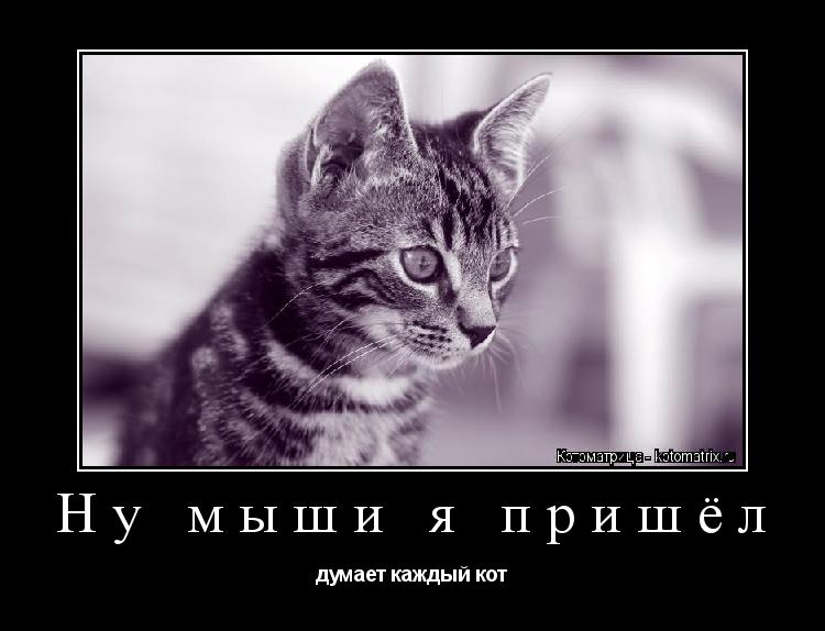 Ну мыши я пришёл думает каждый кот... Котоматрица: Ну мыши я пришёл думает каждый кот