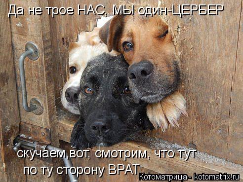 Да не трое НАС, МЫ один-ЦЕРБЕР скучаем,вот, смотрим, что тут по ту сторону ВРАТ... Котоматрица: Да не трое НАС, МЫ один-ЦЕРБЕР скучаем,вот, смотрим, что тут по ту сторону ВРАТ