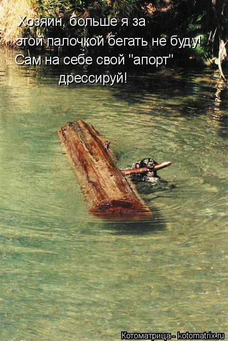 Хозяин, больше я за этой палочкой бегать не буду! Сам на себе свой "апорт" дрессируй!... Котоматрица: Хозяин, больше я за этой палочкой бегать не буду! Сам на себе свой "апорт" дрессируй!
