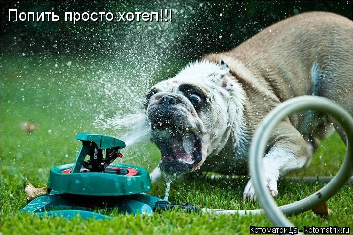 Попить просто хотел!!!... Котоматрица: Попить просто хотел!!!