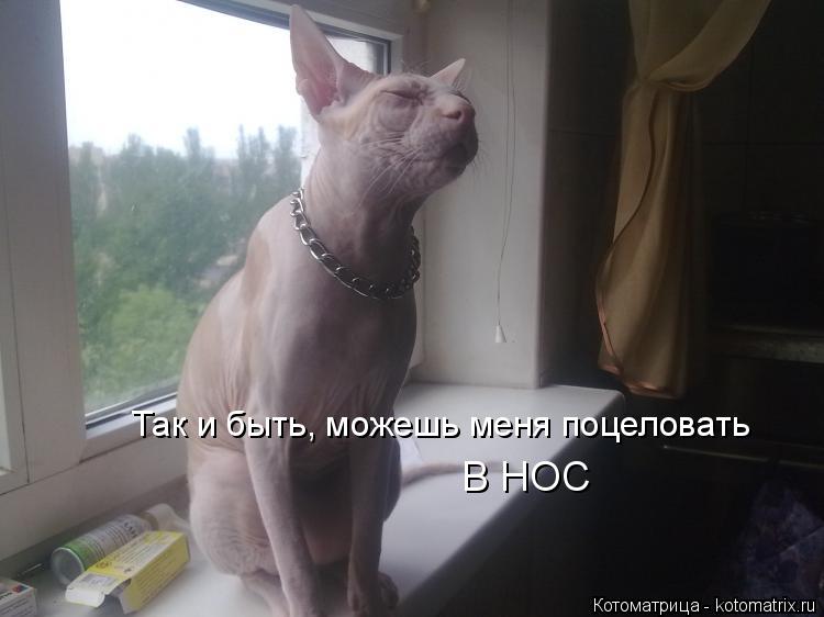 Так и быть, можешь меня поцеловать В НОС... Котоматрица: Так и быть, можешь меня поцеловать В НОС