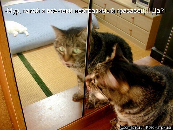 -Мур, какой я всё-таки неотразимый красавец!!! Да?!... Котоматрица: -Мур, какой я всё-таки неотразимый красавец!!! Да?!