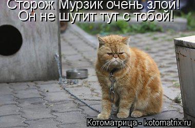 Сторож Мурзик очень злой! Он не шутит тут с тобой!... Котоматрица: Сторож Мурзик очень злой! Он не шутит тут с тобой!
