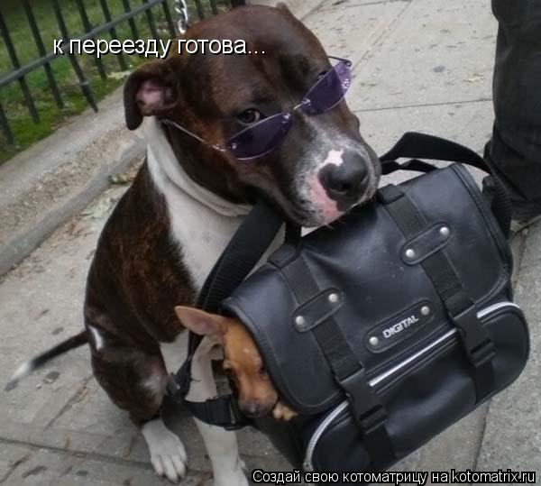 к переезду готова...... Котоматрица: к переезду готова...