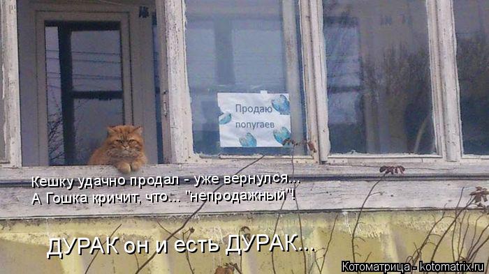 ДУРАК он и есть ДУРАК... Кешку удачно продал - уже вернулся... А Гошка кричит, что... "непродажный"!... Котоматрица: ДУРАК он и есть ДУРАК... Кешку удачно продал - уже вернулся... А Гошка кричит, что... "непродажный"!