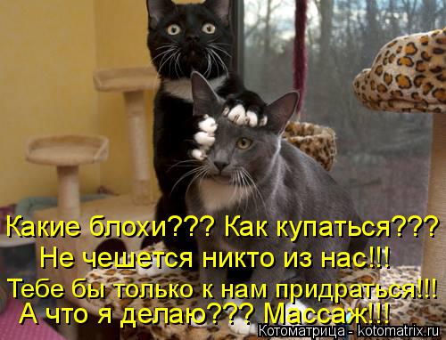 Какие блохи??? Как купаться??? Не чешется никто из нас!!! Тебе бы только к нам придраться!!! А что я ... Котоматрица: Какие блохи??? Как купаться??? Не чешется никто из нас!!! Тебе бы только к нам придраться!!! А что я делаю??? Массаж!!!