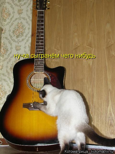 ну-ка сыгранём чего нибудь... Котоматрица: ну-ка сыгранём чего нибудь