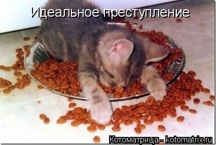 Идеальное преступление... Котоматрица: Идеальное преступление