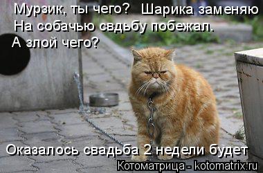 Шарика заменяю Мурзик, ты чего? На собачью свдьбу побежал. А злой чего? Оказалось свадьба 2 недели бу... Котоматрица: Шарика заменяю Мурзик, ты чего? На собачью свдьбу побежал. А злой чего? Оказалось свадьба 2 недели будет