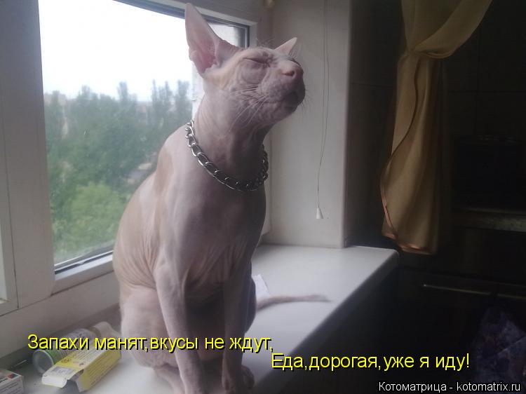 Запахи манят,вкусы не ждут, Еда,дорогая,уже я иду!... Котоматрица: Запахи манят,вкусы не ждут, Еда,дорогая,уже я иду!