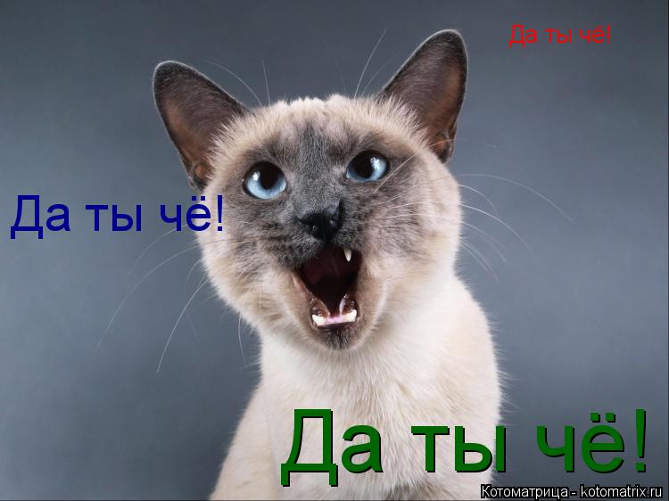 Да ты чё! Да ты чё! Да ты чё!... Котоматрица: Да ты чё! Да ты чё! Да ты чё!