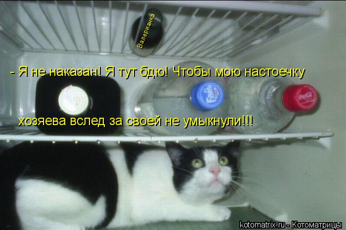 - Я не наказан! Я тут бдю! Чтобы мою настоечку хозяева вслед за своей не умыкнули!!! Валерианка... Котоматрица: - Я не наказан! Я тут бдю! Чтобы мою настоечку хозяева вслед за своей не умыкнули!!! Валерианка