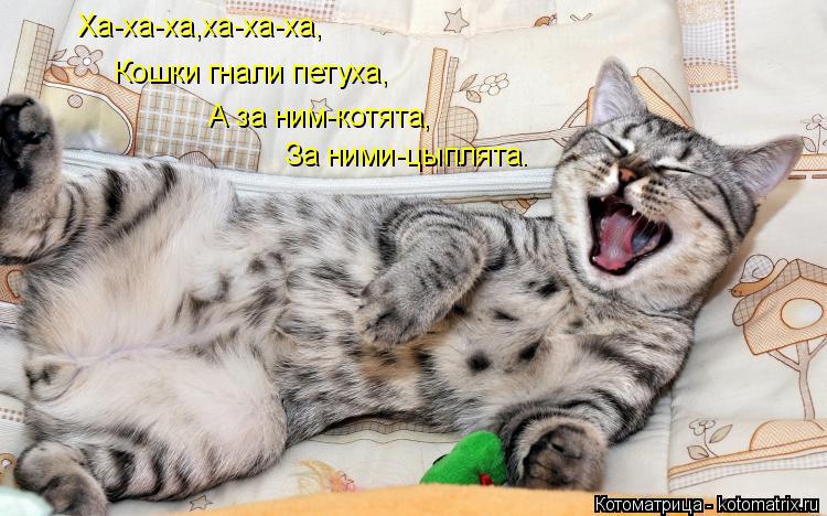 Ха-ха-ха,ха-ха-ха, Кошки гнали петуха, А за ним-котята, За ними-цыплята.... Котоматрица: Ха-ха-ха,ха-ха-ха, Кошки гнали петуха, А за ним-котята, За ними-цыплята.