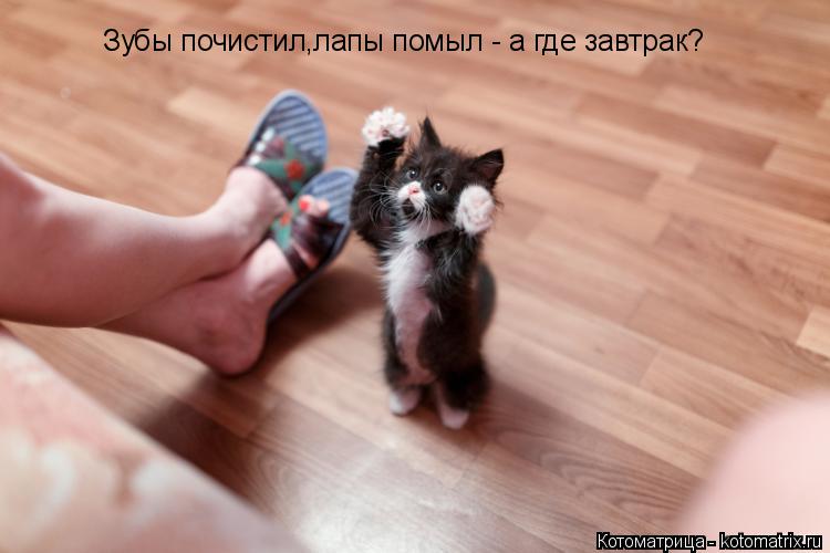 Зубы почистил,лапы помыл - а где завтрак?... Котоматрица: Зубы почистил,лапы помыл - а где завтрак?