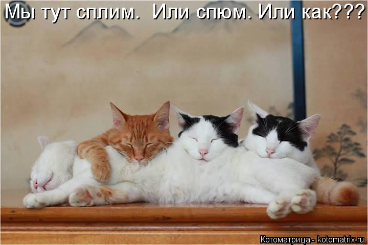 Мы тут сплим. Или спюм. Или как???... Котоматрица: Мы тут сплим. Или спюм. Или как???