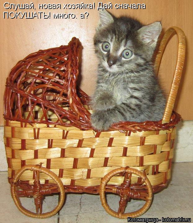 Слушай, новая хозяйка! Дай сначала ПОКУШАТЬ! много. а?... Котоматрица: Слушай, новая хозяйка! Дай сначала ПОКУШАТЬ! много. а?