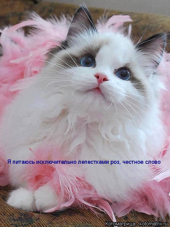 Я питаюсь исключительно лепестками роз, честное слово... Котоматрица: Я питаюсь исключительно лепестками роз, честное слово