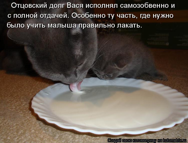 Котоматрица: Отцовский долг Вася исполнял самозобвенно и с полной отдачей. Особенно ту часть, где нужно было учить малыша правильно лакать.