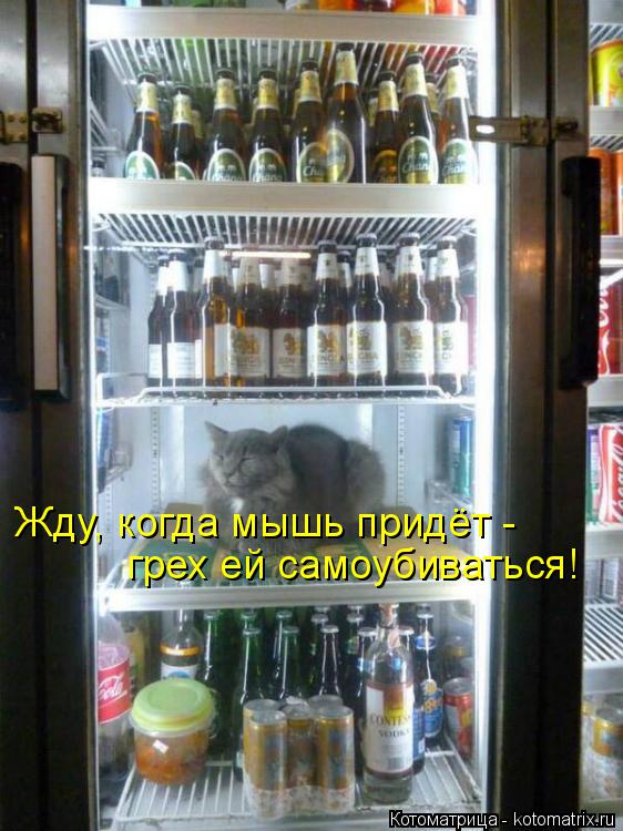 Жду, когда мышь придёт - грех ей самоубиваться!... Котоматрица: Жду, когда мышь придёт - грех ей самоубиваться!