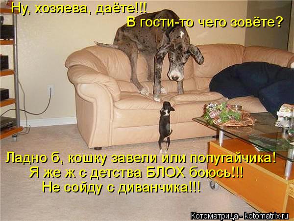 Ну, хозяева, даёте!!! В гости-то чего зовёте? Ладно б, кошку завели или попугайчика! Я же ж с детства... Котоматрица: Ну, хозяева, даёте!!! В гости-то чего зовёте? Ладно б, кошку завели или попугайчика! Я же ж с детства БЛОХ боюсь!!! Не сойду с диванчика!!!