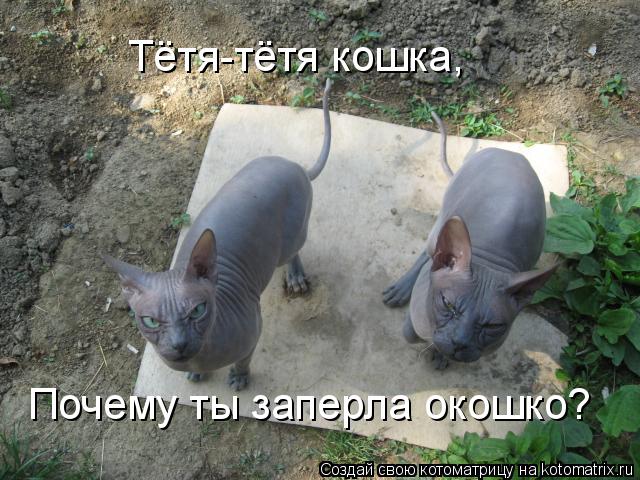 Тётя-тётя кошка, Почему ты заперла окошко?... Котоматрица: Тётя-тётя кошка, Почему ты заперла окошко?