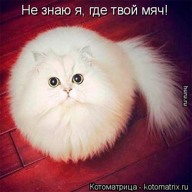 Котоматрица: Не знаю я, где твой мяч!