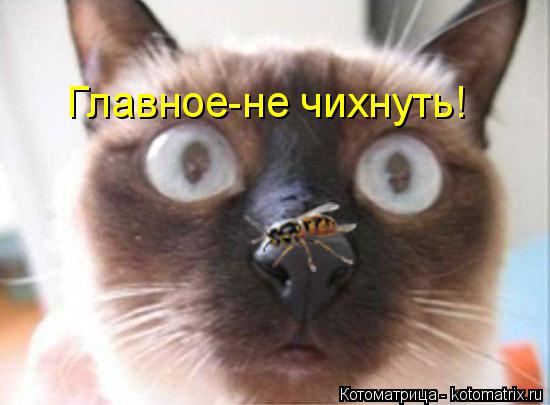 Главное-не чихнуть!... Котоматрица: Главное-не чихнуть!
