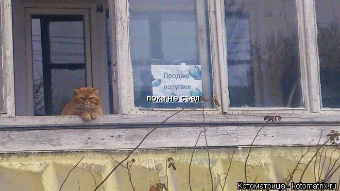пока не съел... Котоматрица: пока не съел