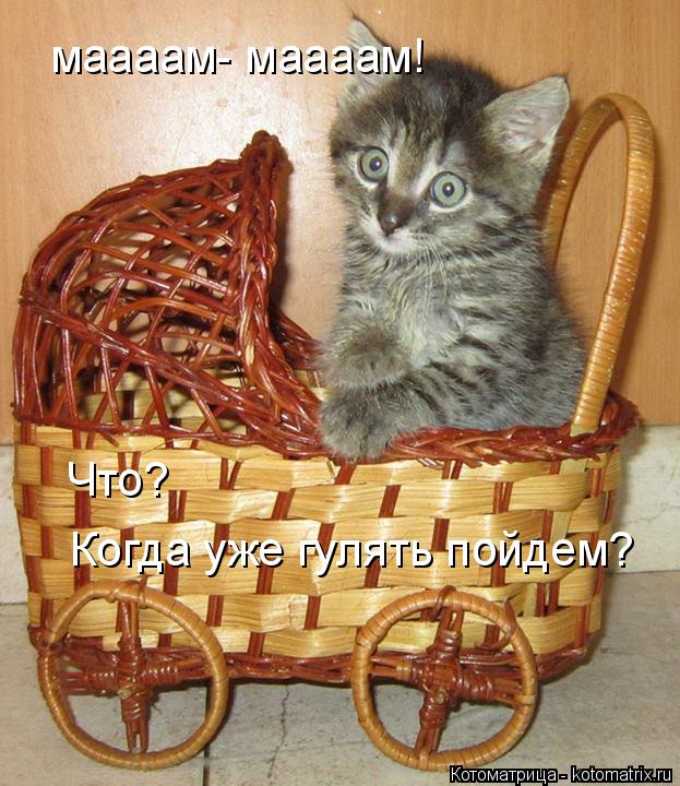маааам- маааам! Что? Когда уже гулять пойдем?... Котоматрица: маааам- маааам! Что? Когда уже гулять пойдем?