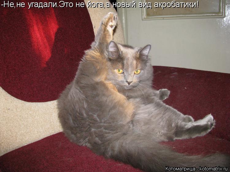 -Не,не угадали.Это не йога,а новый вид акробатики!... Котоматрица: -Не,не угадали.Это не йога,а новый вид акробатики!