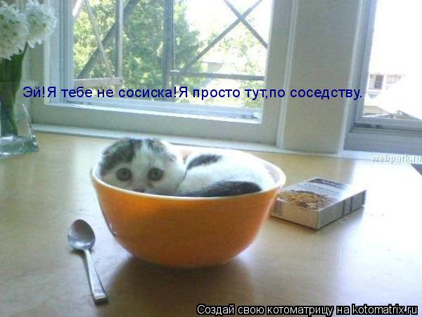Эй!Я тебе не сосиска!Я просто тут,по соседству.... Котоматрица: Эй!Я тебе не сосиска!Я просто тут,по соседству.