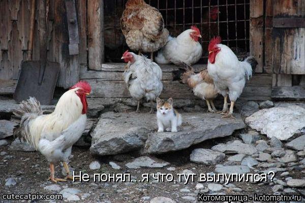 Не понял...я что,тут вылупился?... Котоматрица: Не понял...я что,тут вылупился?